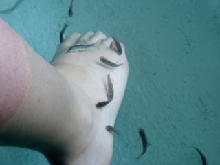 Fish Spa