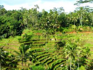 Les rizières de Tegallalang