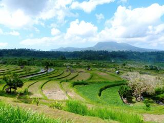 Rizières de Tirtagangga