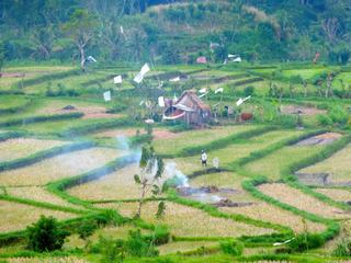 Rizières de Tirtagangga