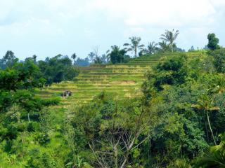 Jatiluwih
