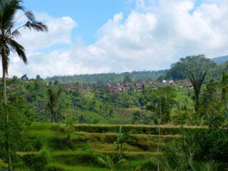 Jatiluwih
