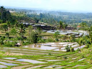 Rizières de Jatiluwih