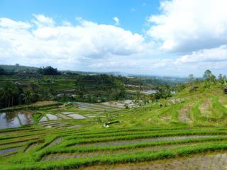 Rizières de Jatiluwih