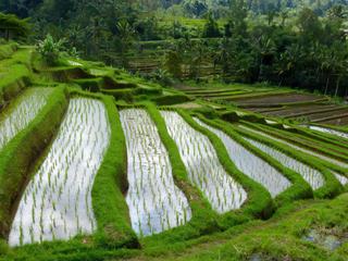 Rizières de Jatiluwih