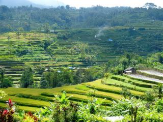 Rizières de Jatiluwih