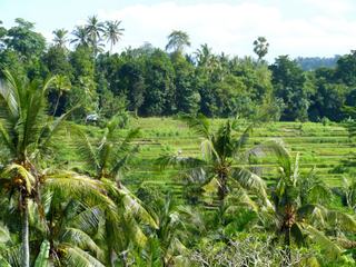 Autour de Bangli