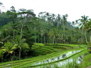 Le site de Gunung Kawi se dissimule en contrebas de 230 marches à descendre dans de jolis paysages de rizières