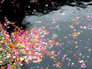 Les offrandes de fleurs emplissent les bassins