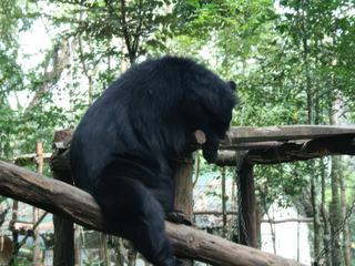 Ours Malais