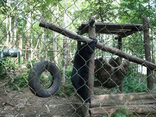 Ours Malais