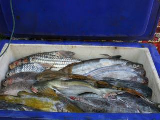 A cet endroit, le Mékong est très poissonneux en raison des chutes.