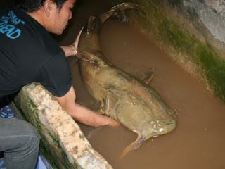 Très poissonneux !.... Ce "poisson-chat" pèse 26 kgs !!!!