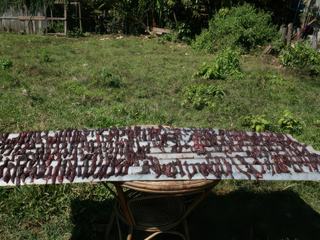 VIANDE DE BUFFLE SÊCHEE AU SOLEIL. NOTRE GUIDE NOUS PROPOSE DE FAIRE UN BBQ AVEC LES GENS DU VILLAGE....
