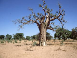 Baobab