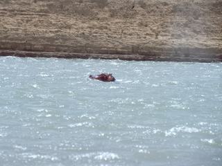 Un hippopotame, veut faire la course avec nous.... Il arrivera bien avant nous!
