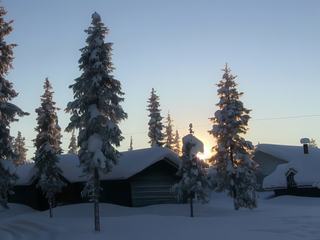 Les sapins recouverts de neige