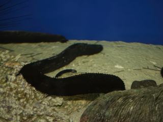 Concombre de mer