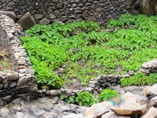 Le petit potager de la maison bleue