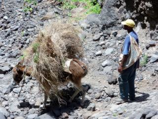 Sur Santo Antao, comme sur Brava (voir carnet 2), les ânes sont très utilisés.