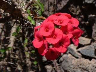 On l'appelle "épine du christ", cette plante aux fleurs joliment colorées, vous voyez pourquoi, n'est-ce-pas ?