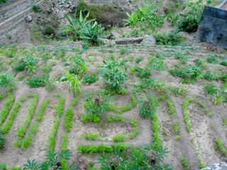 Pour irriguer leurs cultures, les paysans buttent les plantes, de sorte que lorsqu'ils arrosent, l'eau ne ravine pas la terre mais reste au pied des buttées pour bien s'infiltrer vers les racines. On voir aussi que différentes plantes cohabitent en bonne intelligence sur une même parcelle, comme ici : ricin, quelques cannes à sucre, carottes...