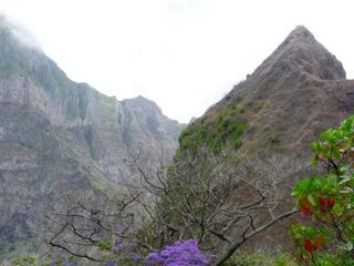 Un jacaranda encore en fleurs