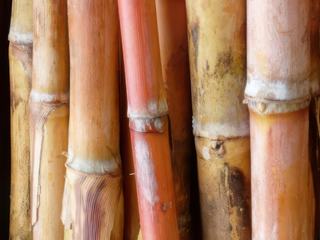 Couleurs canne à sucre
