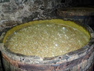 Le jus extrait des cannes, en fermentation