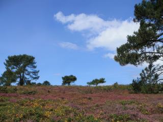 Sur le GR