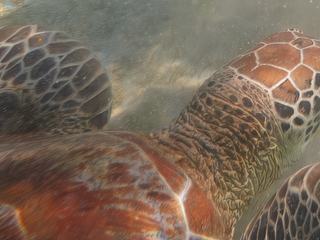 Une journée à N'Gouja – Mayotte