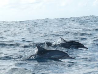 A la rencontre des grands mammifères marins – Mayotte