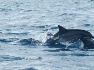 A la rencontre des grands mammifères marins – Mayotte