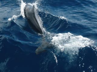 A la rencontre des grands mammifères marins – Mayotte