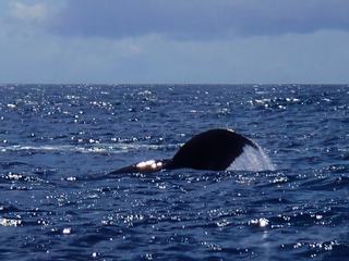 A la rencontre des grands mammifères marins – Mayotte