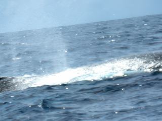 A la rencontre des grands mammifères marins – Mayotte