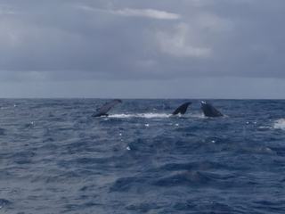 A la rencontre des grands mammifères marins – Mayotte