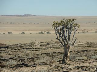 L'arbre à carquois