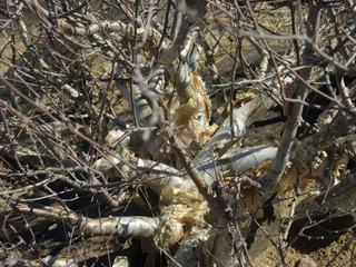 Commiphlora, une plante odorante déjà utilisée par les Himbas pour se parfumer.