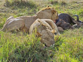 Photo de voyage au Kenya