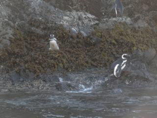 Les pingouins de Pinihuil