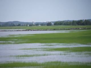 La rive, on dirait un marais
