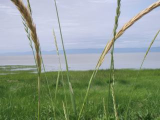 Le long de la rive du fleuve à la hauteur de La Pocatière