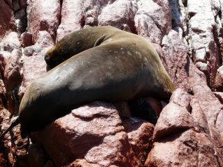 Lima - Iles Ballestas – Pérou