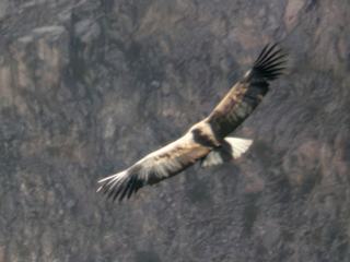 Condor
