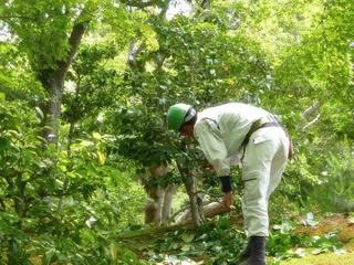 C'est un travail constant d'entretenir les espaces verts au Japon.