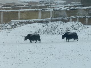 Tête baissée et robe constellée de givre, deux yaks avancent doucement sur le chemin.