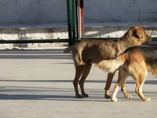 Les chiens circulent tranquillement.