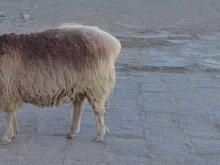 Un mouton nous attend à la sortie!