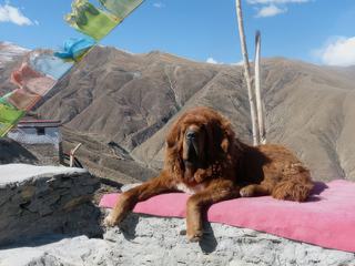 Le dogue du Tibet ou mastiff du Tibet est une race de chien de travail d'origine ancienne, employée par les bergers nomades de l'Himalaya. Do-khyi, son nom tibétain, signifie littéralement"chien de porte", il fut en effet le chien de garde traditionnel des monastères tibétains. La race est propre aux hauts plateaux de l'Himalaya, les bergers l'utilisent pour protéger des troupeaux de chèvres, yacks et moutons des prédateurs. Bien qu'il ait évolué, des traces possibles de son existence remontent à plus de trois mille ans. Une description a été faite environ 350 ans av. J.-C. par Aristote, puis par Marco Polo vers 1270. Des chiens du Tibet auraient été donnés à Alexandre le Grand, qui leur a fait combattre des fauves en arène. Son maître voulait que je le caresse, ce que j'ai fait, mais pas très rassurée tout de même.